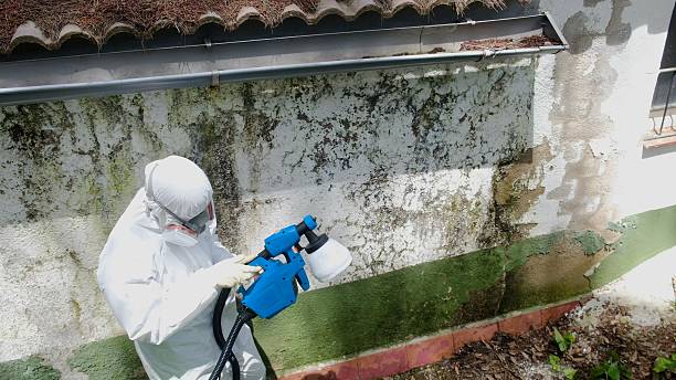 Top rated local Black Mold Remediation specialists in Saint Johns, FL